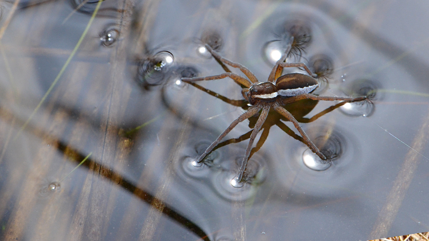 Raft spider ( Oever spin )