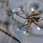 Raft spider ( Oever spin )