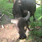 Carabao/ Water Buffalo