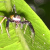 Brettus Jumping Spider (Male)