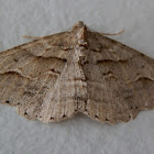 Geometrid Moth - male