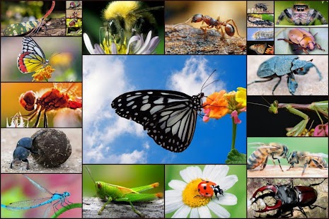 Kids Games Bugs Jigsaw Puzzles Screenshots 0