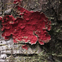 Red crustose lichen