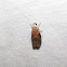 Mantled Acrobasis