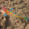 Christmas Wrasse