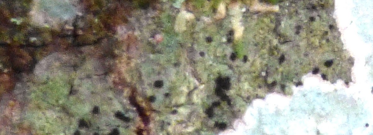 Button Lichen