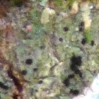 Button Lichen