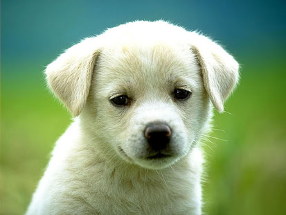 動物拼圖(圖3)-速報App
