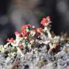 British Soldier Lichen