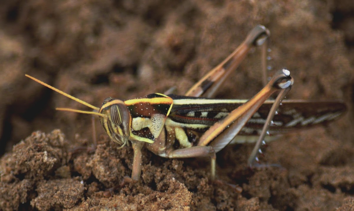 Desert Locust Nymph
