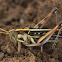 Desert Locust Nymph