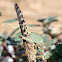 Egyptian Grasshopper