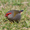 Red-Browed Finch