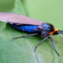 Virginia Ctenucha Moth