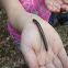 Large American millipede