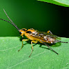 Locust Sawfly
