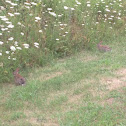 Eastern Cottontail