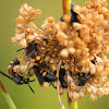 Scollid Wasp