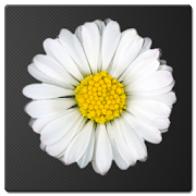 Daisy Battery Widget