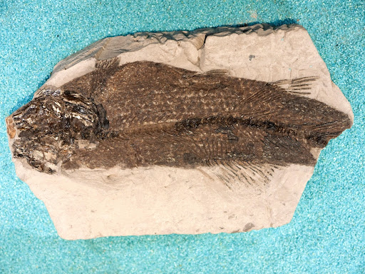 Fish fossils from Bernissart Amiopsis dolloi