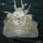 Lapped moth