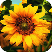 3D Sunflower  Icon