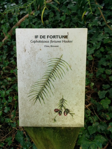 If De Fortune