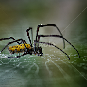 my spider by Joni Alir - Animals Insects & Spiders