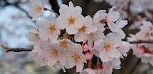 Sakura Wallpapers by Right Brain Mobile APK