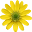 Puzzle Flowers Download on Windows