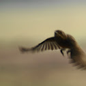 Pied Bush Chat