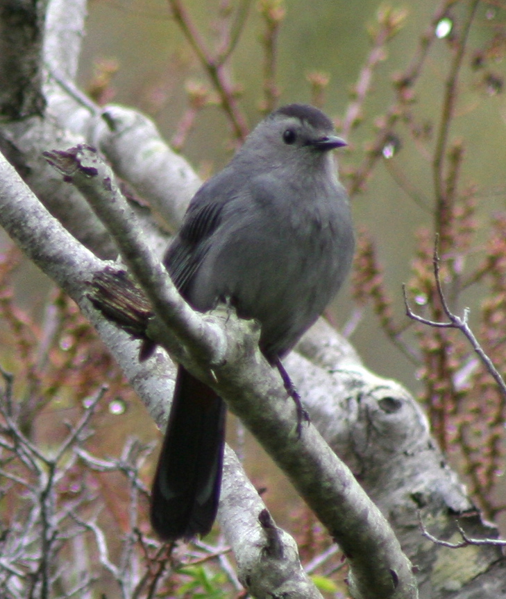 Gray Catbird