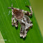 Monkey spider male (Garden Orb spider)
