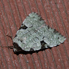 Green Leuconycta Moth