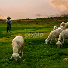 by Tri Kurniawan - Animals Other Mammals