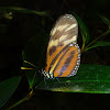 Isabella's Heliconian Longwing