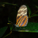 Isabella's Heliconian Longwing
