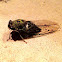 Scissors Grinder Cicada (Female)