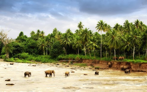 Free Download Elephant Wallpaper APK for Android