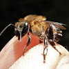 Stingless bee