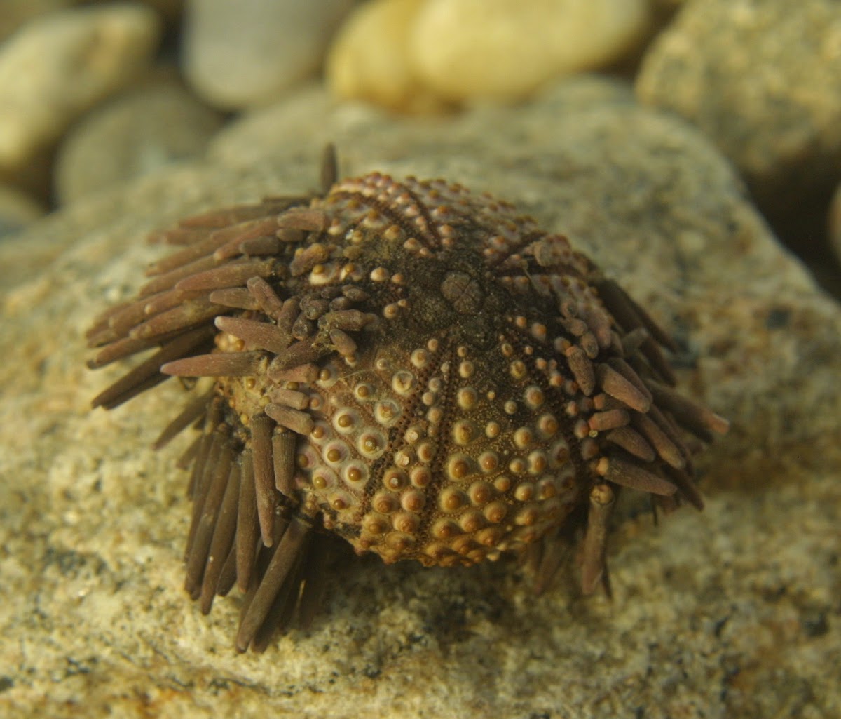 Purple-spined Sea Urchin