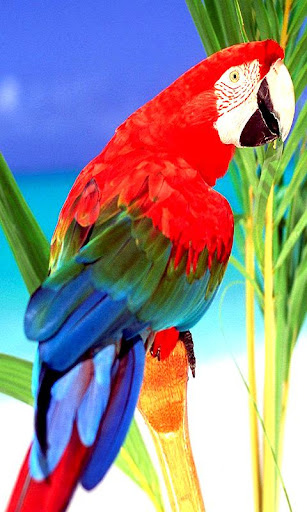 Parrot live wallpaper