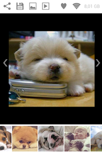 Lastest Puppies Pictures Wallpaper App APK for Android