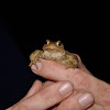 Common Toad