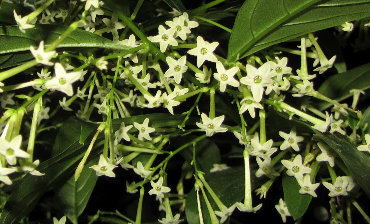 Night-blooming Jasmine
