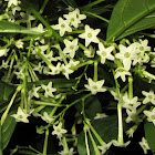 Night-blooming Jasmine