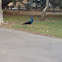 Indian peafowl, blue peafowl