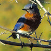 Eastern Bluebird (male)