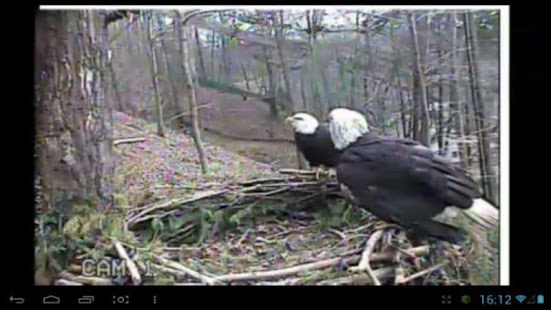 Free Eagle Nest Cam APK for Android