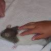 Common hooded Domestic Rat